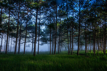 Beautiful sunny morning in the pine forest in Lam Dong, green lawn, honey sunshine, thin dew covering the forest