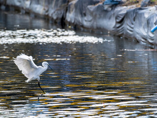 水辺に降り立つコサギ