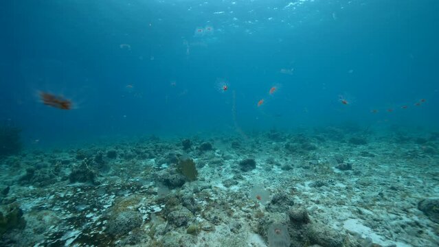 Salp in the Caribbean Sea - super slow motion 4K 120fps