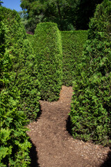 Fototapeta na wymiar A view of the interior of a hedge maze.
