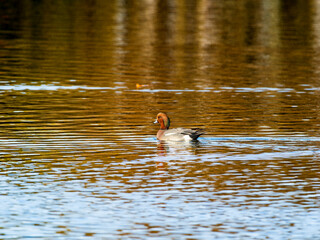 池を泳ぐヒドリガモ