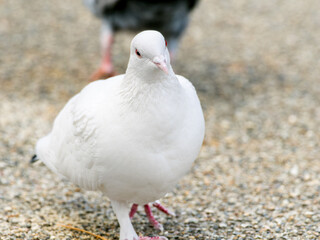 白い鳩