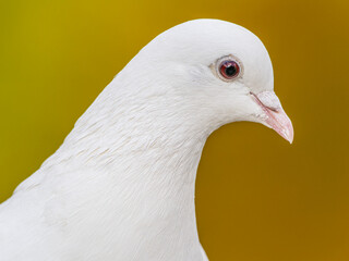 白い鳩
