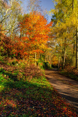 path in autumn forest, Wyming Brook