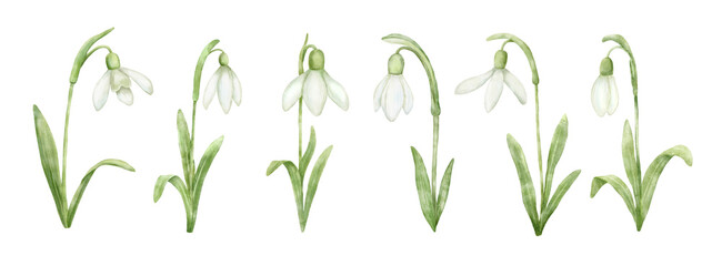 Fototapeta na wymiar Set of watercolor spring flowers snowdrops. Hand painted floral drawing isolated on white.