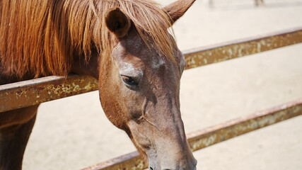 動物園で撮影した動物の写真