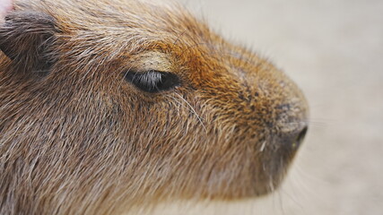 動物園で撮影した動物の写真