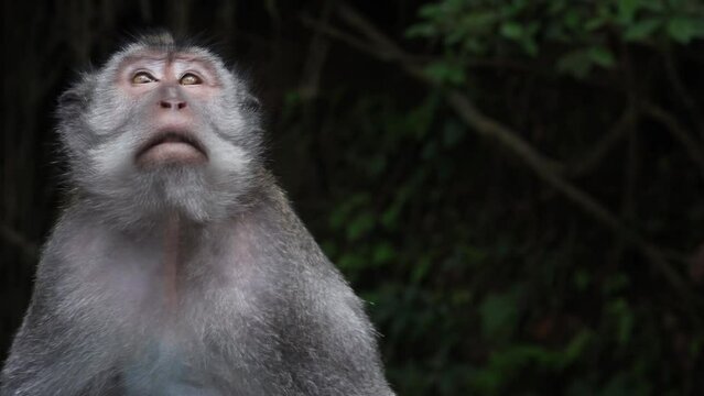 Close-up portrait of a smart calm monkey against the background of a blurry forest. The macaque looks around at the environment. Wildlife in the tropical forest.