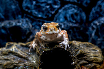 ミヤコヒキガエル