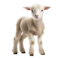 Obraz premium baby lamb