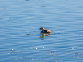 池を泳ぐカイツブリ
