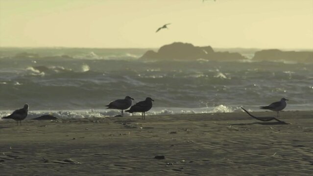 Seagulls on beach in slow motion