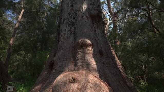 Red tingle tree with knotted trunk at the base.