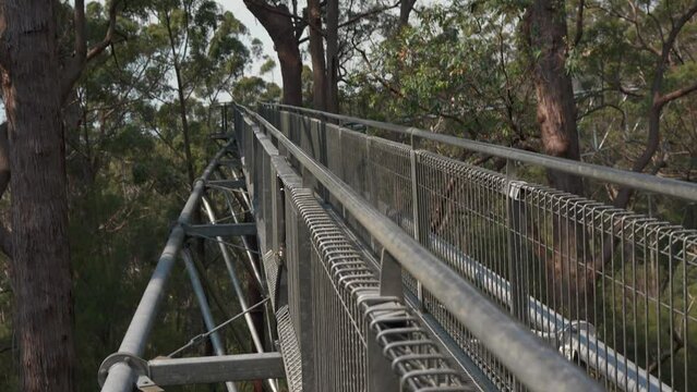 Tilt down reveal on the tree top walk from over the handrail, showing the steel structure through the tingle forest's canopy.