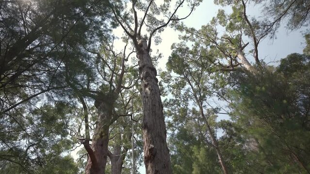 Yellow tingle tree, tilt down from the sun shining through the canopy to the boardwalk.