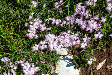 Close up view of purple flower Dianthus on alpine meadow in untamed Karawanks, border Slovenia...