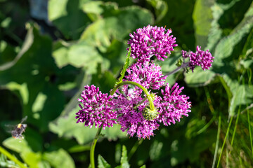 Close up view of pink flower Adenostyles alliariae on alpine meadow in untamed Karawanks, border Slovenia Austria. Fresh purple colored blooming flowers are surrounded by grass. Blossoming plant