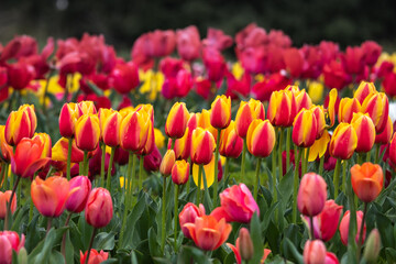 チューリップの花　春のイメージ