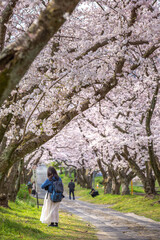 Fototapeta premium 桜の花 春のイメージ