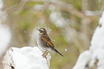 雪の中で餌を探すツグミ