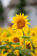 ヒマワリの花　夏のイメージ