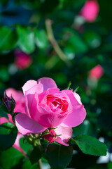 薔薇の花　マクロイメージ