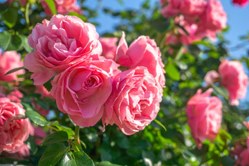 薔薇の花　マクロイメージ