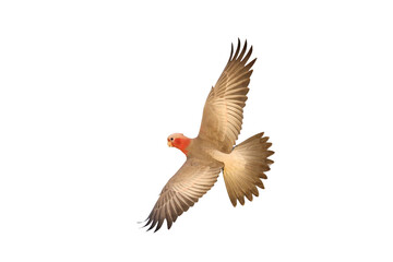 Beautiful of Galah Cockatoo flying isolated on transparent background png file	
