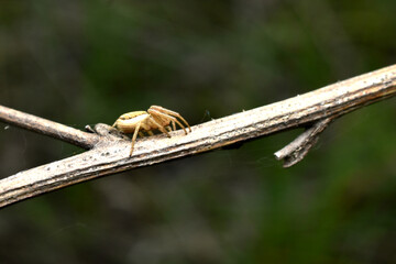 A jumping spider sits on a branch.