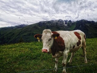 Fototapeta na wymiar cow on the mountain