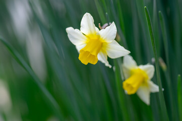水仙の花　初春のイメージ