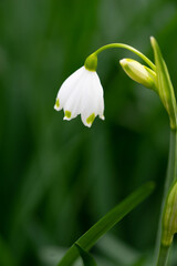 スズランの花　春のイメージ