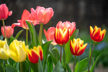チューリップの花　春のイメージ