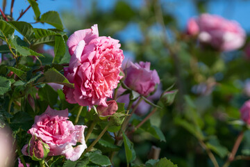 薔薇の花　マクロイメージ