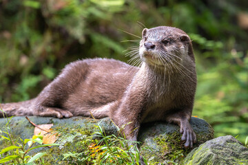 コツメカワウソのポートレート