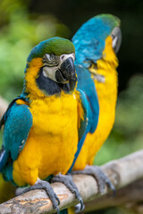 ルリコンゴウインコのポートレート