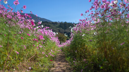 Naklejka premium コスモスの花 秋のイメージ