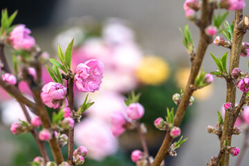 Obraz premium 桃の花 初春のイメージ