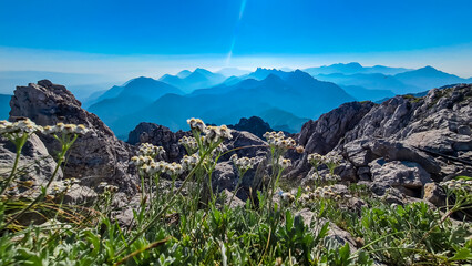 Wild flowers silvery yarrow with scenic view of Koschuta mountain range seen from summit Wertatscha, untamed Karawanks, border Slovenia Austria, Europe. Magical alpine terrain Slovenian Austrian Alps