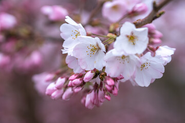 桜の花　春の季節のイメージ