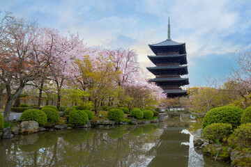 Fototapeta premium Toji Temple in Kyoto, Japan during beautiful full bloom cherry blossom season