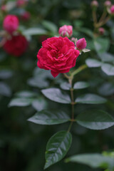 薔薇の花　マクロイメージ