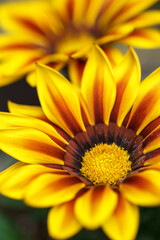 ガザニアの花　春の季節のイメージ