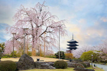 Toji Temple in Kyoto, Japan during beautiful full bloom cherry blossom season - obrazy, fototapety, plakaty