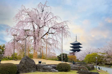 Fotobehang Toji Temple in Kyoto, Japan during beautiful full bloom cherry blossom season © coward_lion