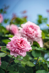 バラの花　マクロイメージ