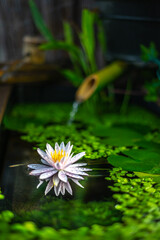 和風ビオトープの睡蓮　和風なイメージ