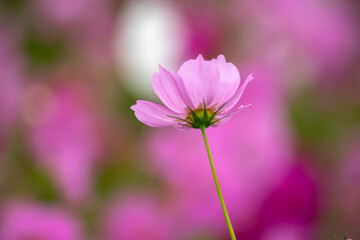 Obraz premium コスモスの花 秋のイメージ