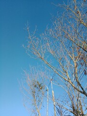 Fototapeta na wymiar Blue Sky View With Dry Trees