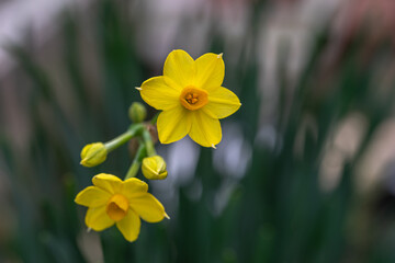 水仙の花　初春のイメージ